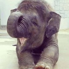 Схема вышивки «Слонёнок»