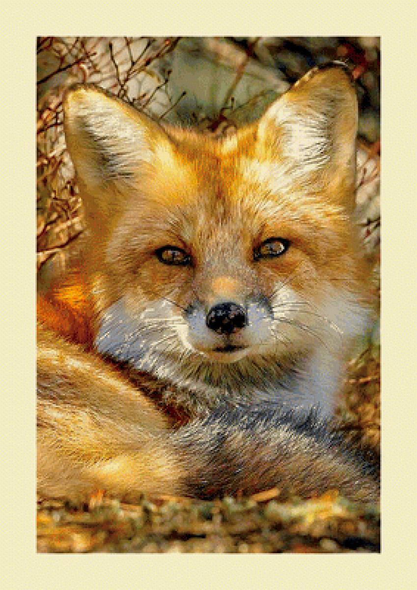 Серия "Лисы" - лиса, животные - предпросмотр