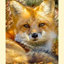 Схема вышивки «Серия "Лисы"»