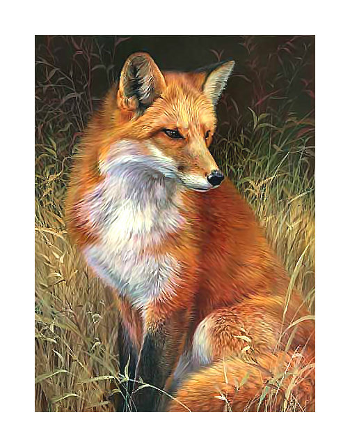 Серия "Лисы" - лиса, животные - оригинал