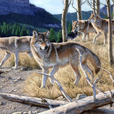 Схема вышивки «дикие»