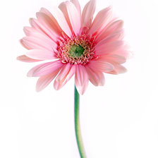 Схема вышивки «Цветок один»