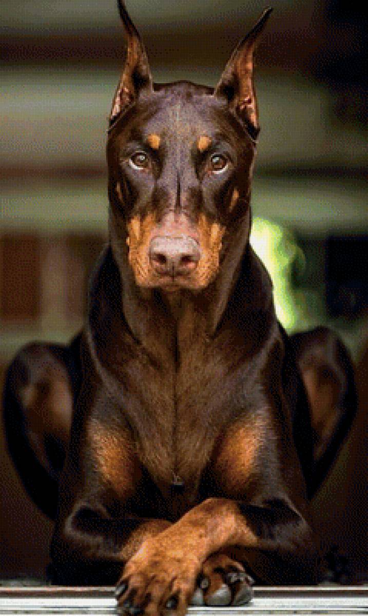 Серьёзный парень - собака - предпросмотр