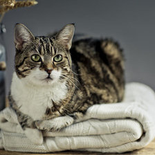 Схема вышивки «Котик»