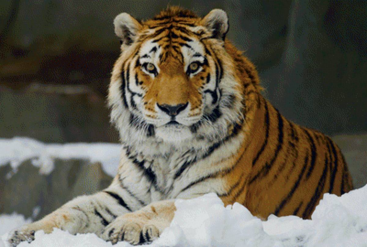 Тигр - зима, тигр, снег, животные - предпросмотр