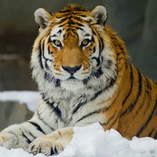 Схема вышивки «Тигр»