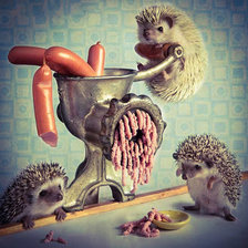 Тайная жизнь ёжиков