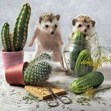 Тайная жизнь ёжиков2