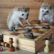 Схема вышивки «Тайная жизнь ёжиков3»