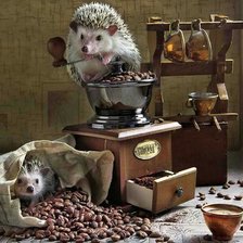 Тайная жизнь ёжиков4