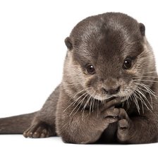 Схема вышивки «Выдра»