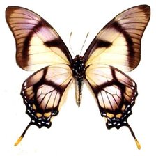 Схема вышивки «бабочка»