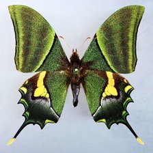 Схема вышивки «бабочка»