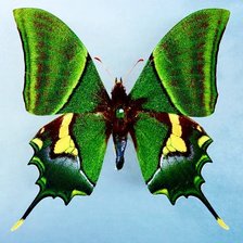 Схема вышивки «бабочка»