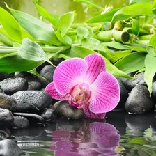 Схема вышивки «Орхидея»