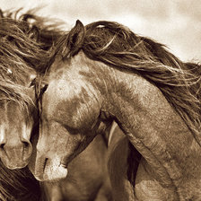 Схема вышивки «нежность»