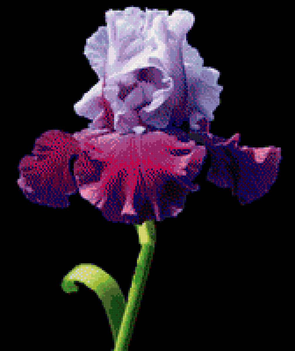 Ирис - цветы, вышивка крестиком, ирисы - предпросмотр