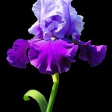 Схема вышивки «Ирис»