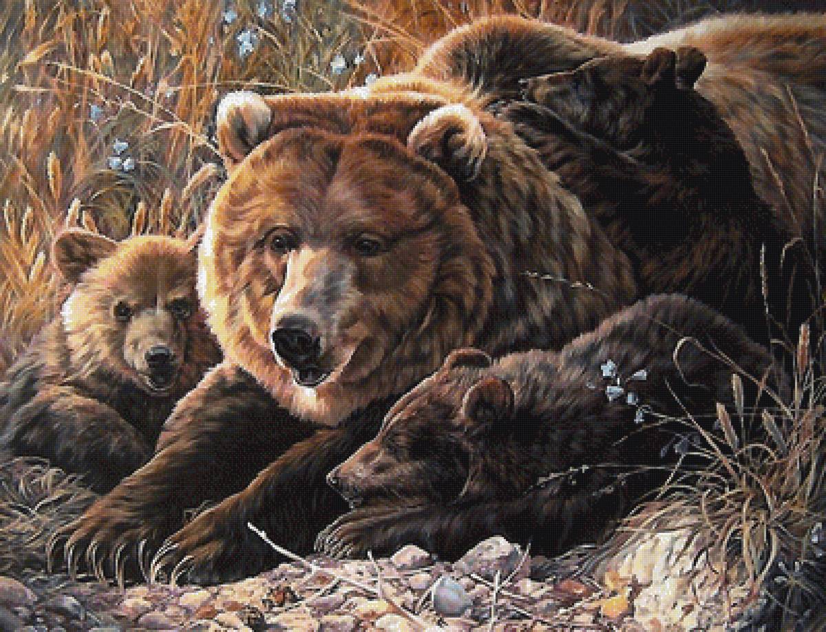 медведи - мир животных - предпросмотр