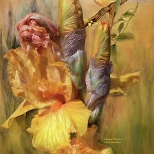 Схема вышивки «ИРИС»