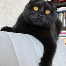 Схема вышивки «Кот»