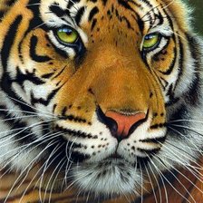 Схема вышивки «Тигр»