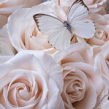 Схема вышивки «Розы»