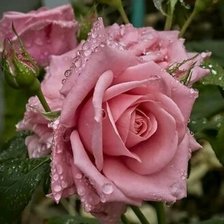 Схема вышивки «Роза»