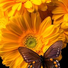 Схема вышивки «Герберы»