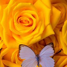 Схема вышивки «Розы»