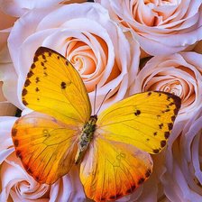 Схема вышивки «Розы»