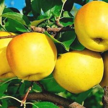 Схема вышивки «№1926083»