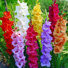 Схема вышивки «511»