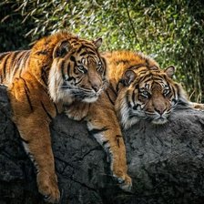 Схема вышивки «дикие»