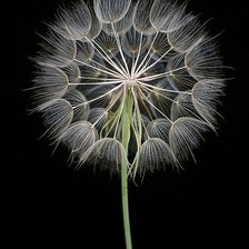 Схема вышивки «Кульбабка»