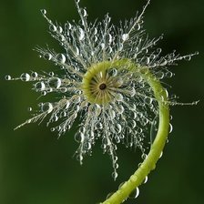 Схема вышивки «Рух 2»