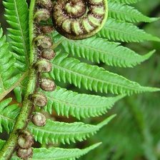 Схема вышивки «Папороть»