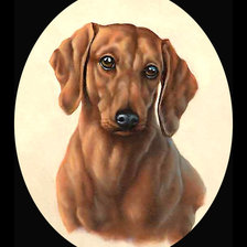 Схема вышивки «Серия "Собаки". Такса»