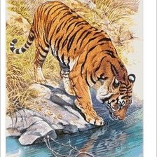 Схема вышивки «Тигр»