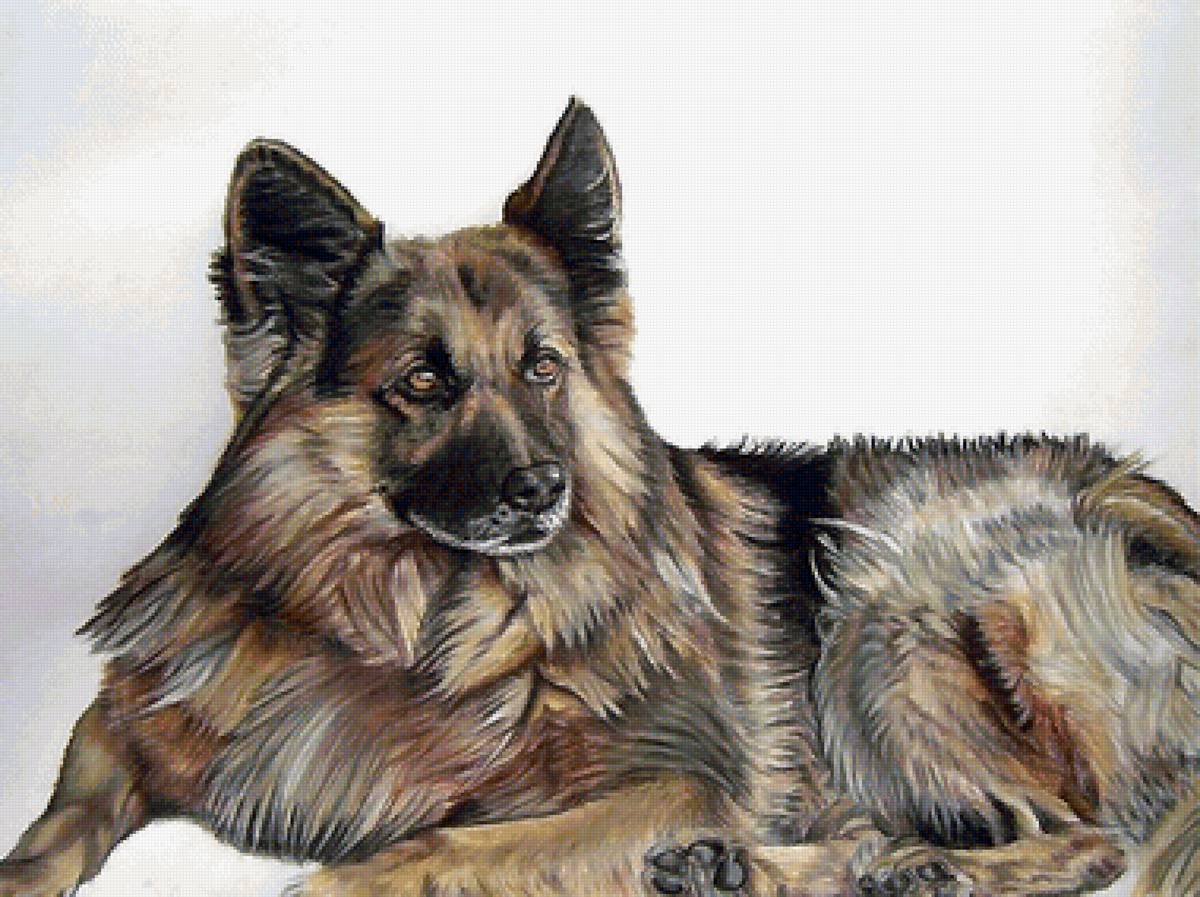 собака - собаки - предпросмотр