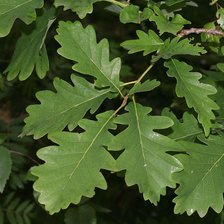 Схема вышивки «Дубовые листочки»