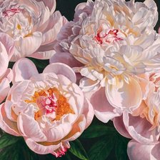 Схема вышивки «ПИОНЫ»