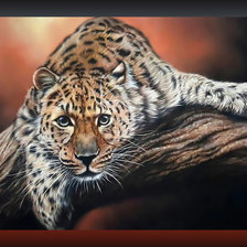 Схема вышивки «Внимательный взгляд2»