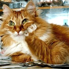 Схема вышивки «512»