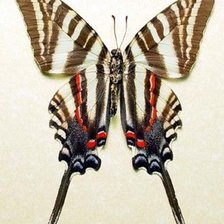 Схема вышивки «бабочка»