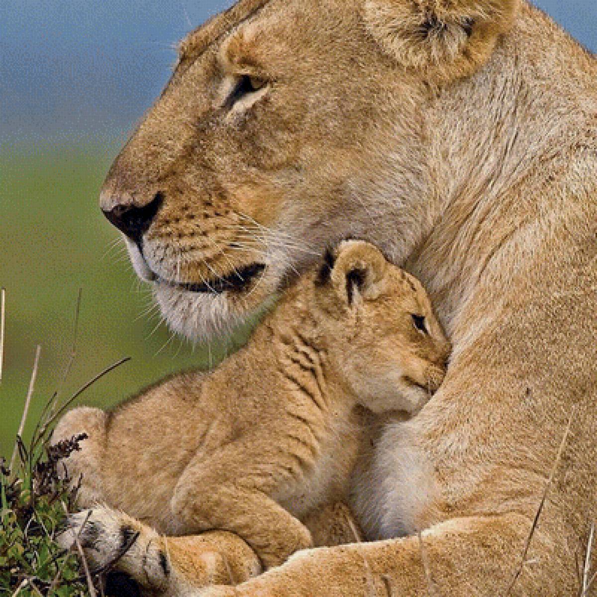 515 - предпросмотр