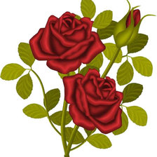 Схема вышивки «Розы»