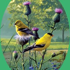 Схема вышивки «Птицы и репейник»