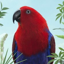 Схема вышивки «Попугай»