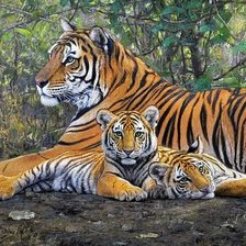 Схема вышивки «дикие»